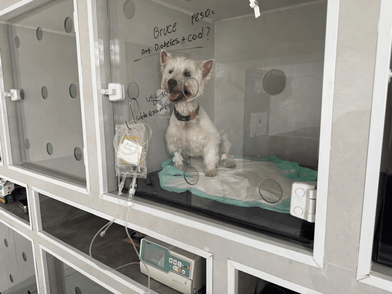 Estrutura e internação veterinária da Sanus Vet